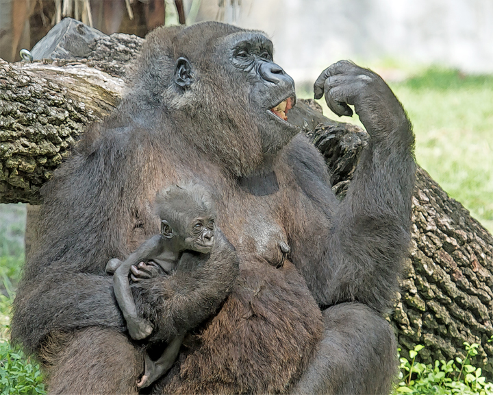 GORILLA BAKVIS IMG_6845 72ppi.jpg