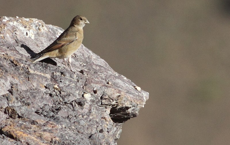 Atlasbergvink / Atlas Crimson-winged Finch