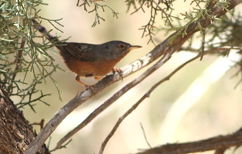 Atlasgrasmus / Tristrams Warbler