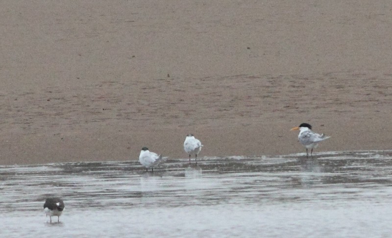 Bengaalse Stern / Lesser-crested Tern