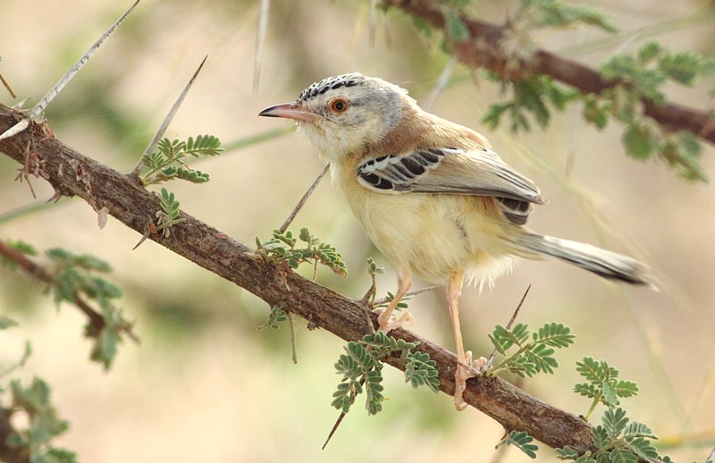 Krekelprinia / Cricket Warbler