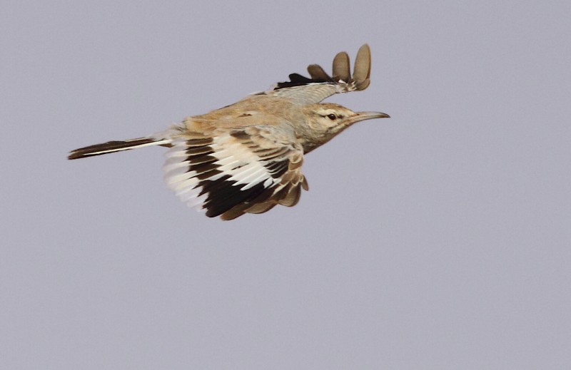 Witbandleeuwerik / Hoopoe Lark