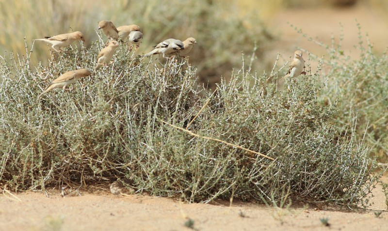 Woestijnmus / Desert Sparrow