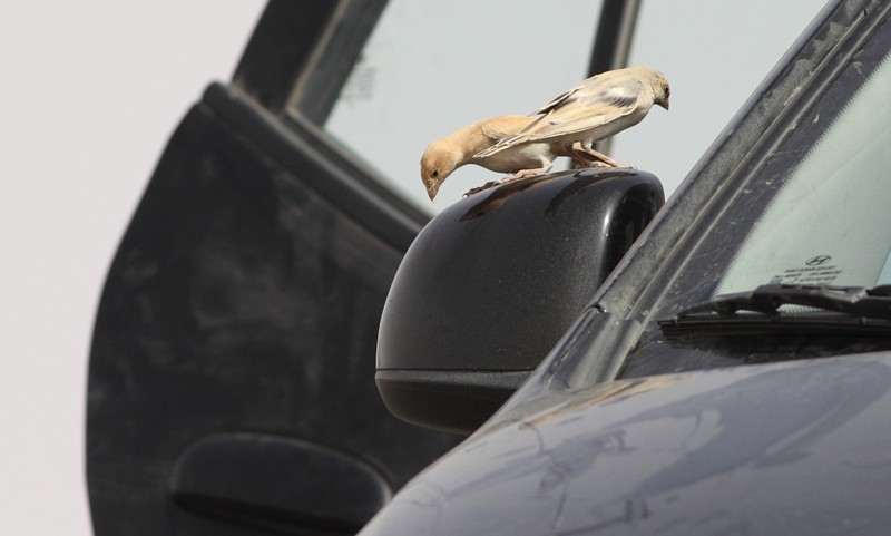 Woestijnmus / Desert Sparrow