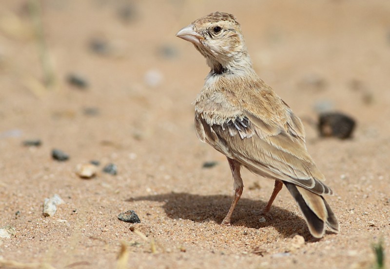 Zwartkruinvinkleeuwerik / Black-crowned Finch Lark