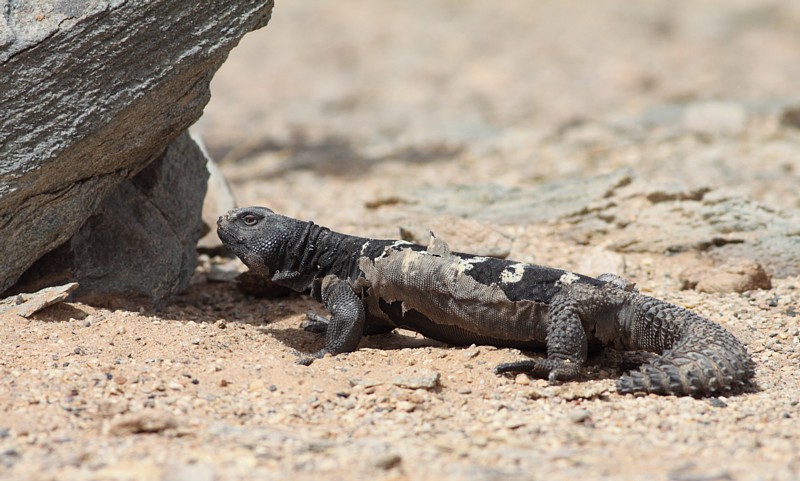 Reptile spec.