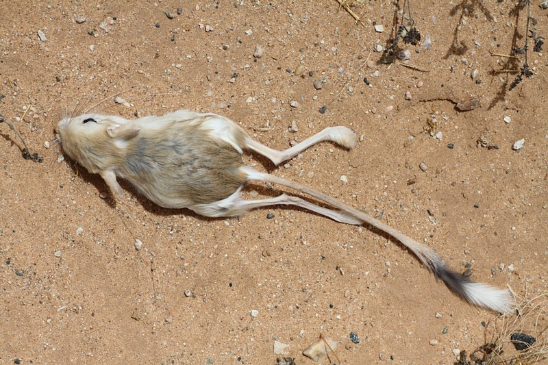 Woestijnspringmuis / Lesser Egyptian Jerboa