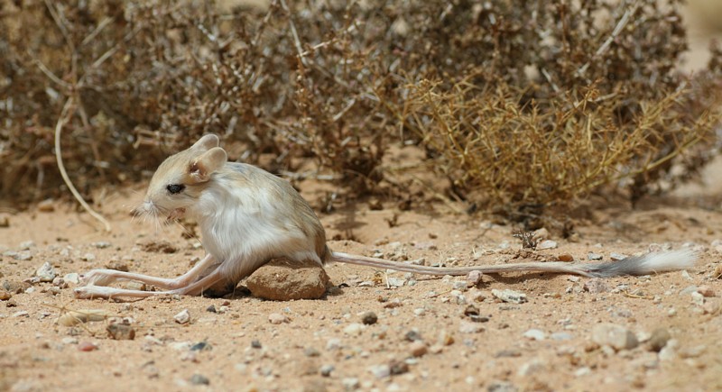 Woestijnspringmuis / Lesser Egyptian Jerboa