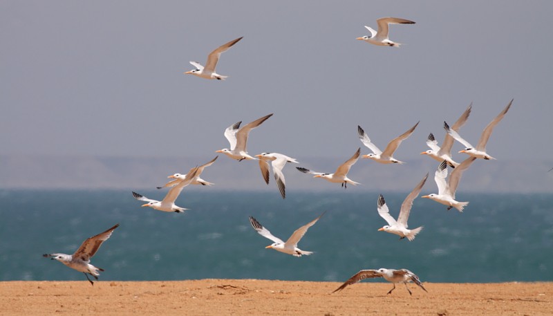 Koningsstern / Royal Tern