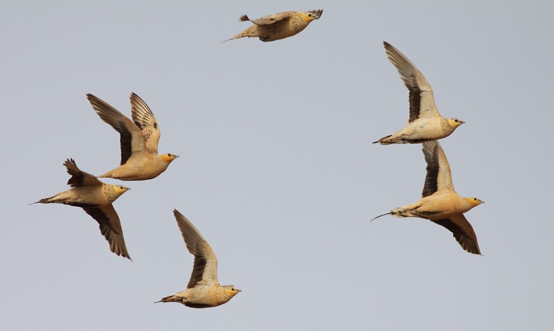 Sahelzandhoen / Spotted Sandgrouse