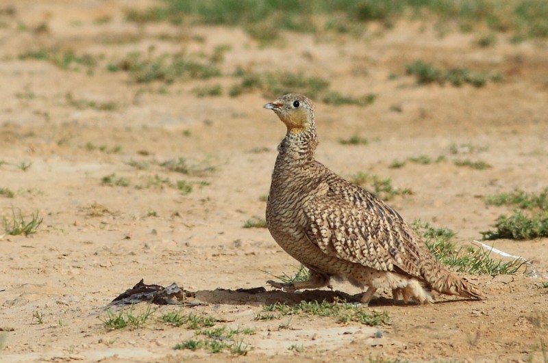 Kroonzandhoen / Crowned Sandgrouse