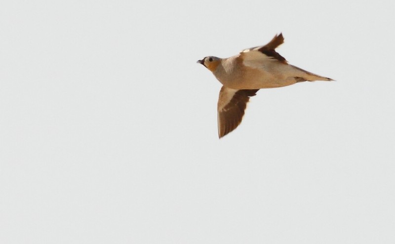 Kroonzandhoen / Crowned Sandgrouse