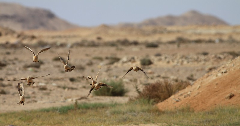 Sahelzandhoen / Spotted Sandgrouse