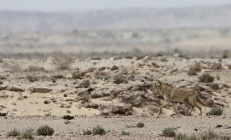 Gewone Jakhals / Golden Jackal