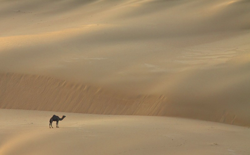 Sahara