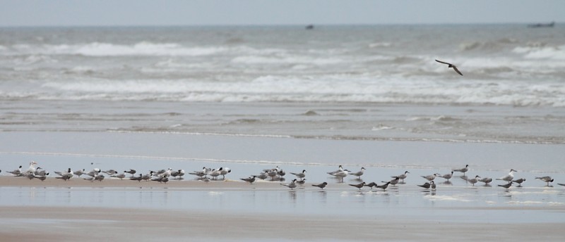 Terns at Tan-tan Plage