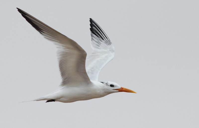 Koningsstern / Royal Tern