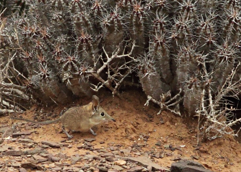 Northern African Elephant Shrew / Olifantspitsmuis