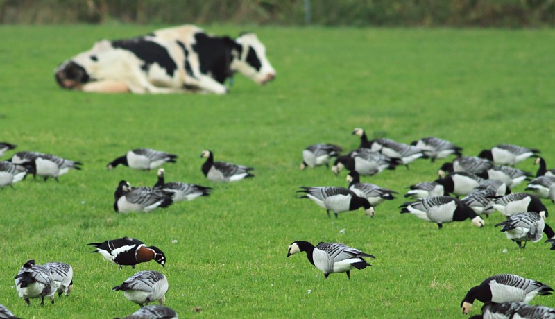 Roodhalsgans / Red-necked Goose