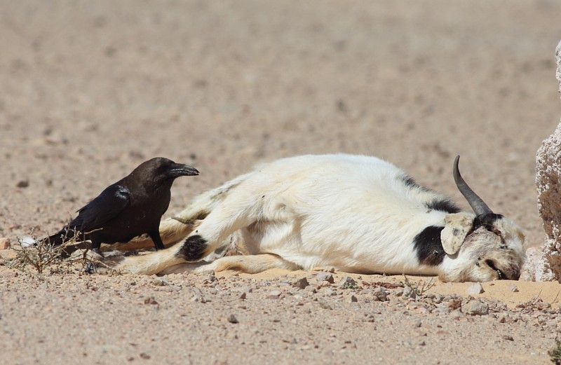 Bruinnekraaf / Brown-necked Raven