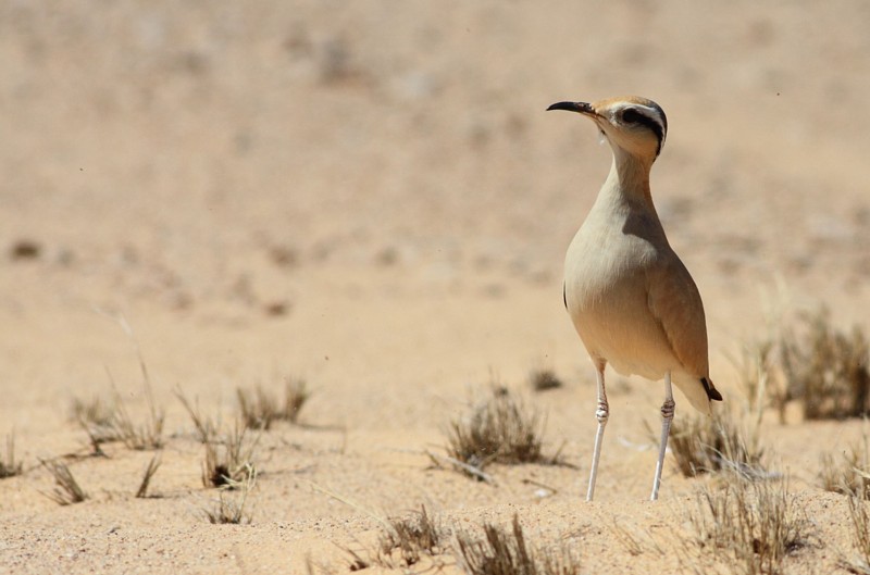 Renvogel / Cream-coloured Courser