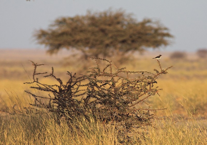 Seebohms Tapuit / Seebohms Wheatear