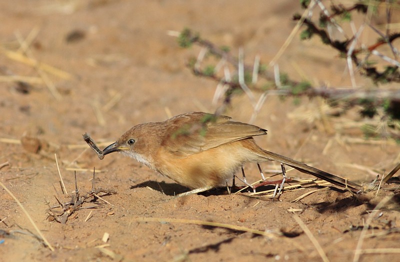 Bruingele Babbelaar / Fulvous Babbler