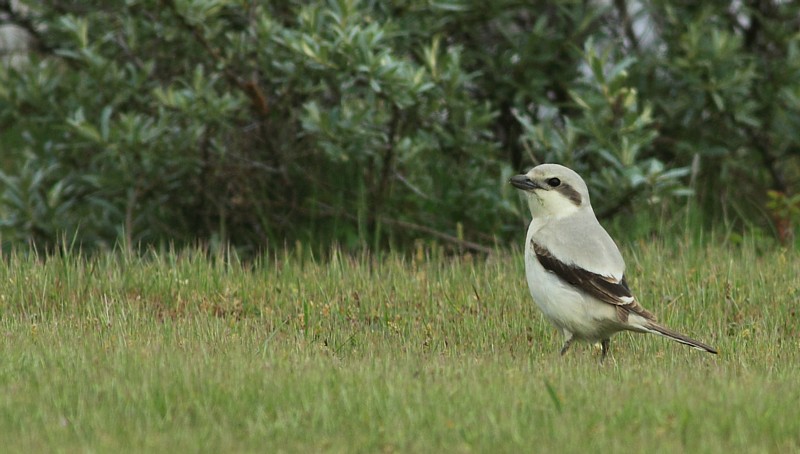 Steppeklapekster / Steppe Grey Shrike