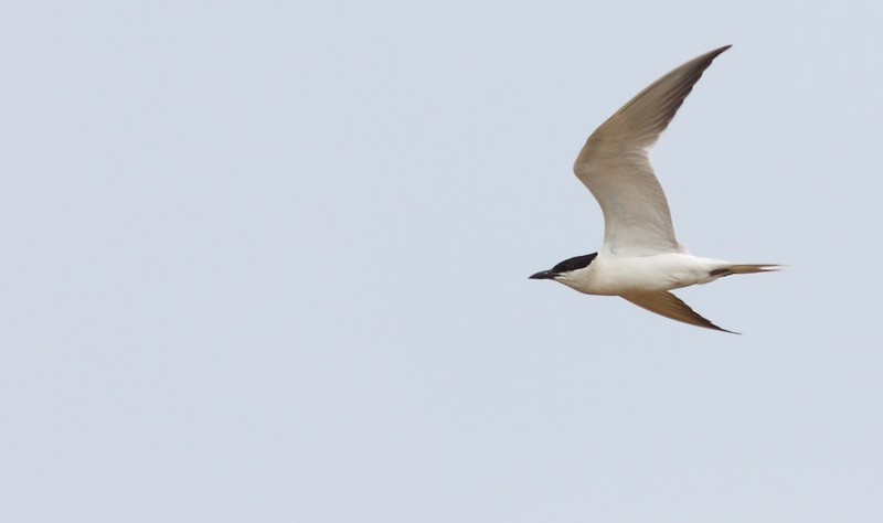 Lachstern / Gull-billed Tern