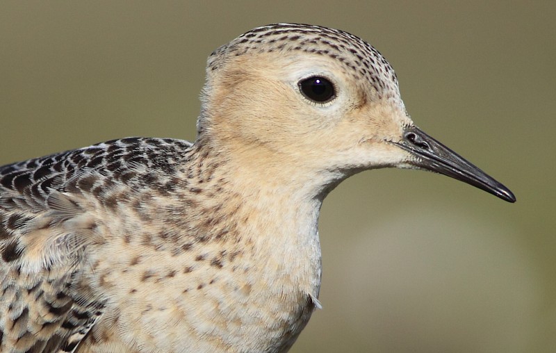 Blonde Ruiter / Buff-breasted Sandpiper