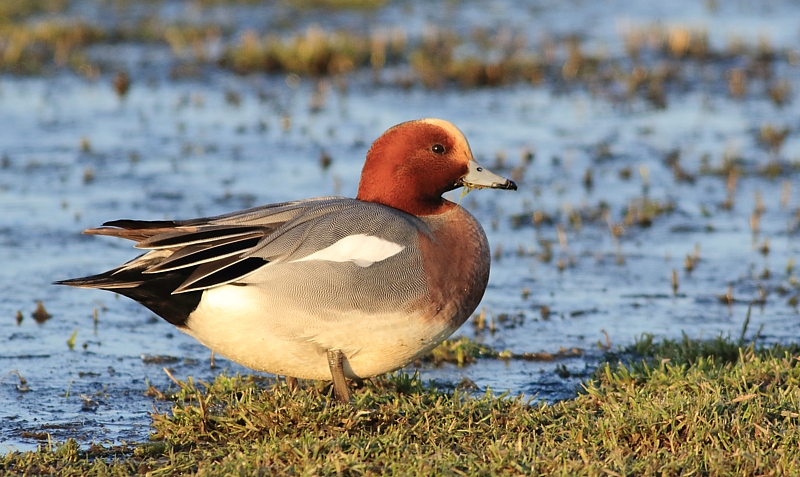 Smient / Eurasian Smew