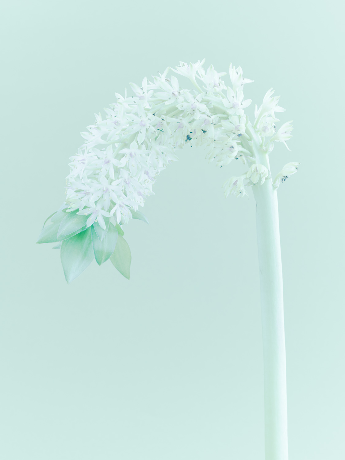 Eucomis