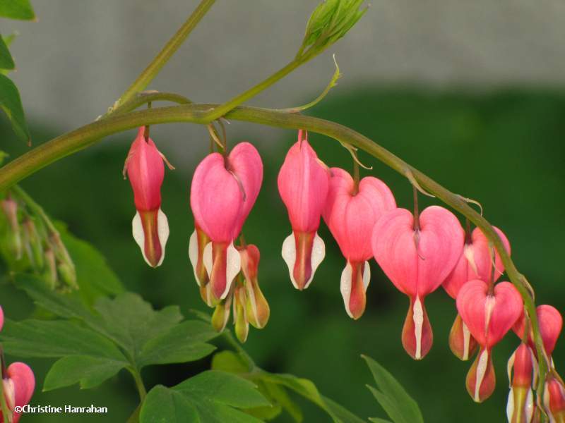 Bleeding heart (Dicentra)