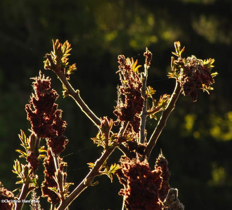 Staghorn sumac (Rhus typhina)