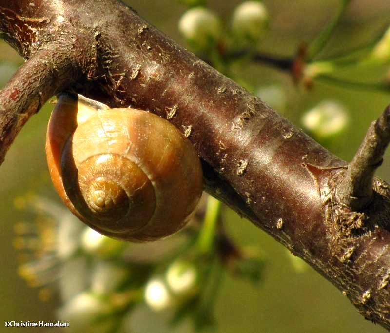 Snail on wild  plum