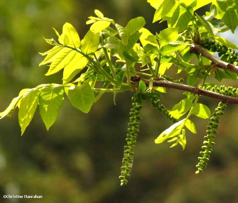 Black walnut (Juglans nigra)