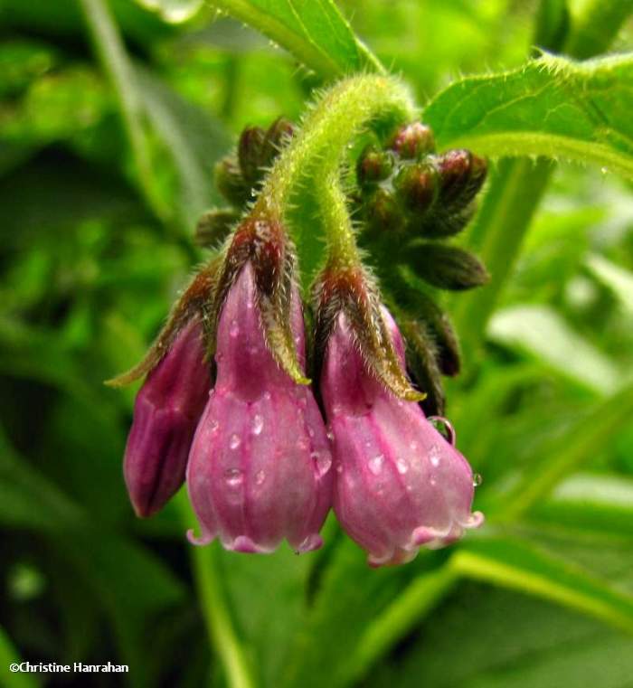 Comfrey (Symphytum officinale)