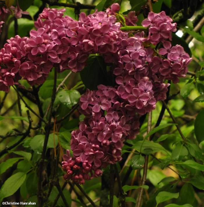 Lilacs