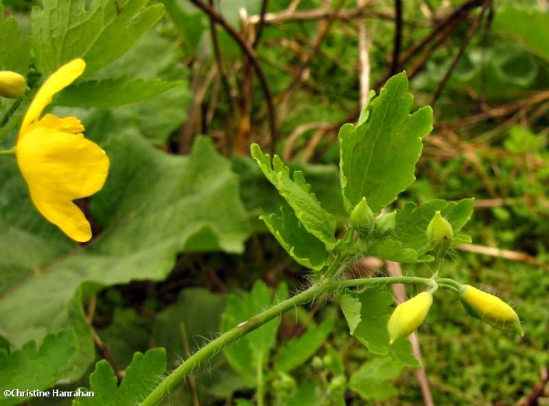 Celandine (Chelidonium majus)