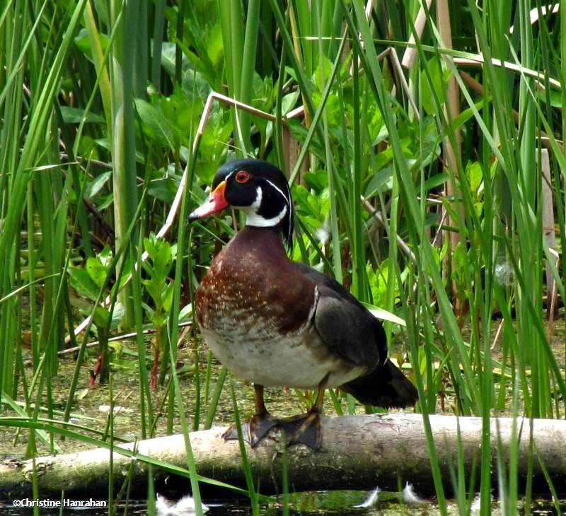 Wood Duck