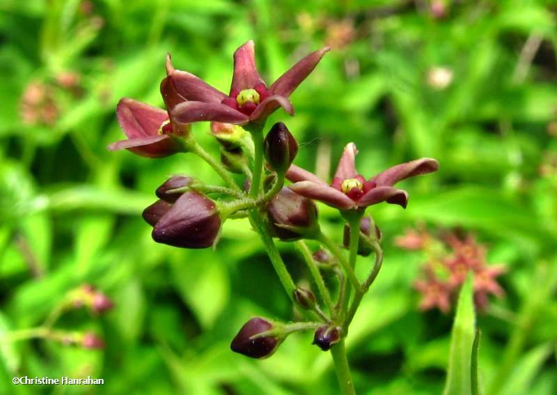 Dog-strangling vine (Cynanchum rossicum)