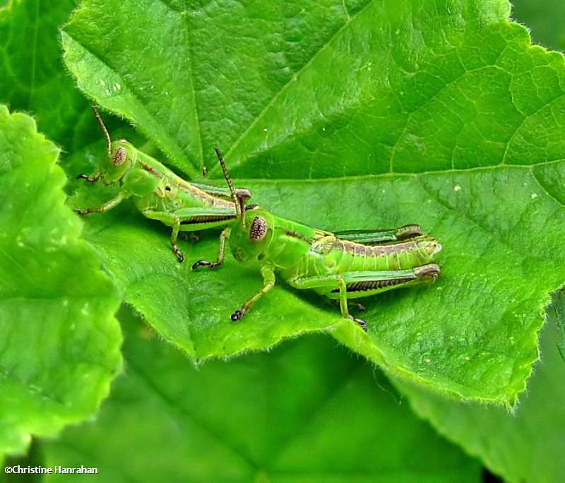 juvenile grasshopper species
