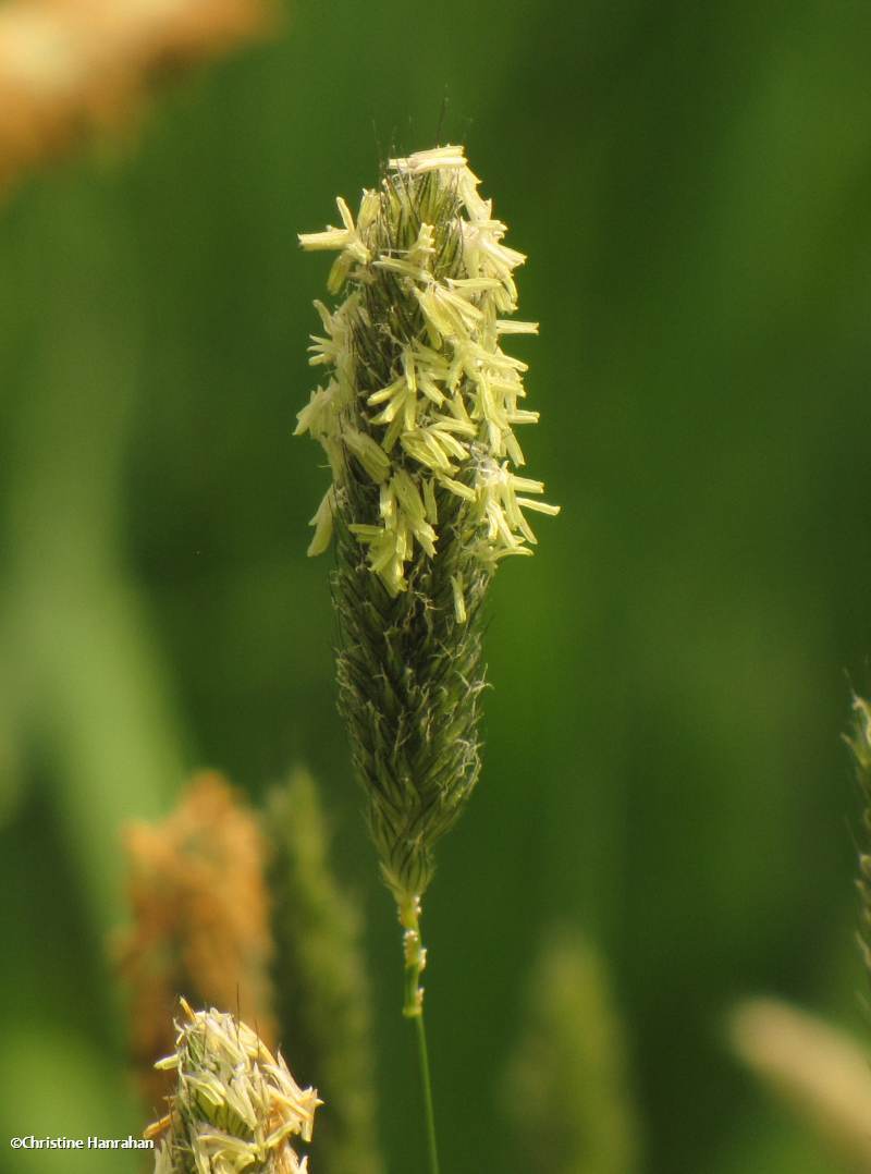 Meadow foxtail (<em>Alopecurus pratensis</em>)