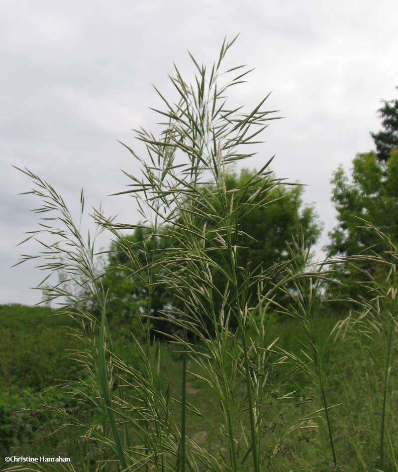 Smooth brome (<em>Bromus inermis</em>)