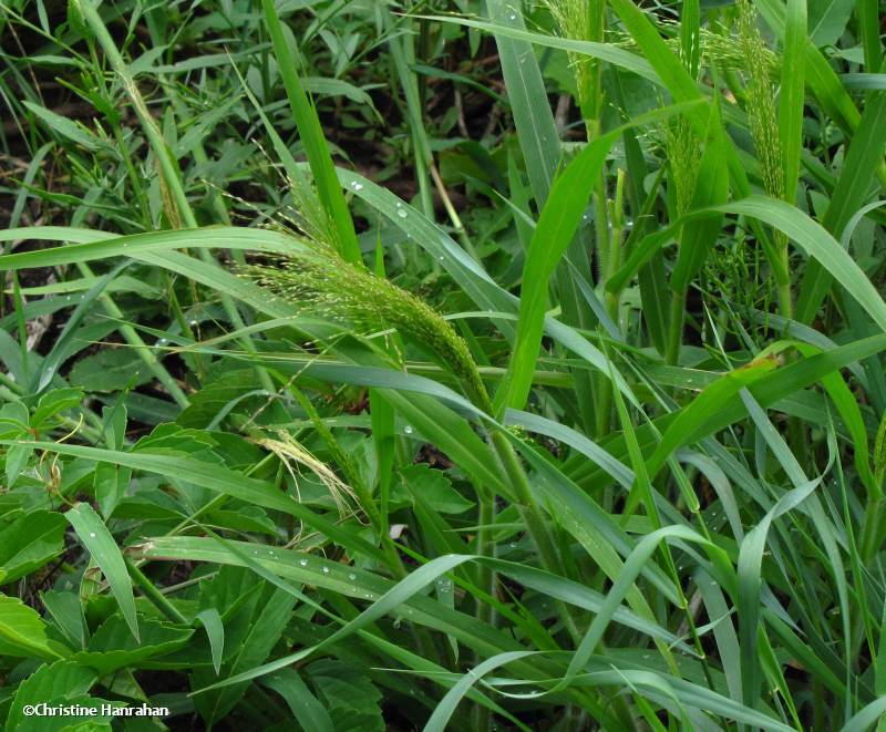 Panic grass (<em>Panicum capillare</em>)