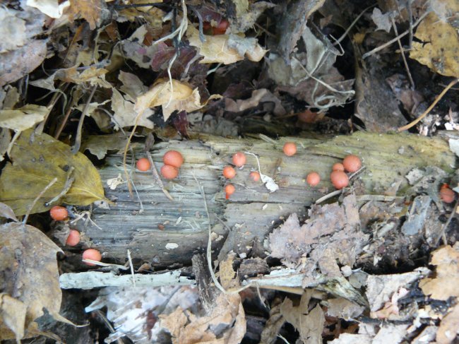 Slime mould (Lycogala epidendrum)