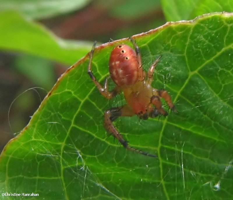 six-spotted orbweaver (<em>Araniella displicata</em>), male