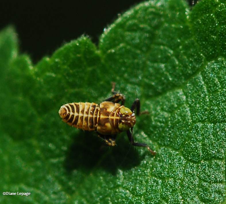 Leafhopper nymph (<em>Coelidia olitoria</em>)
