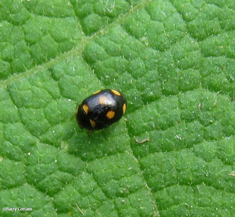 Ladybeetle (Brachiacantha ursina)