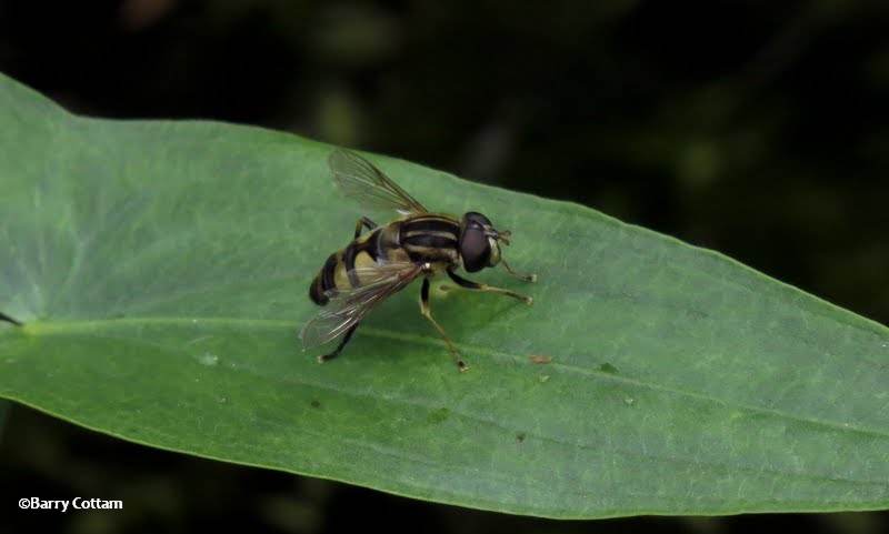 Hover fly, most likely Helophilus